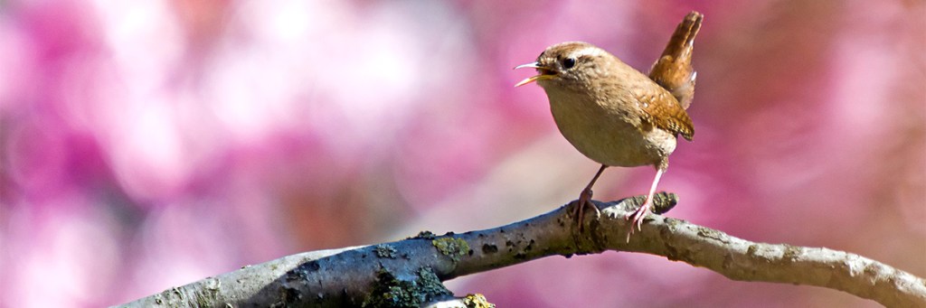 Birds teach us about&nbsp;songs