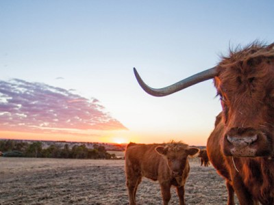 Darwin y las vacas&nbsp;escocesas