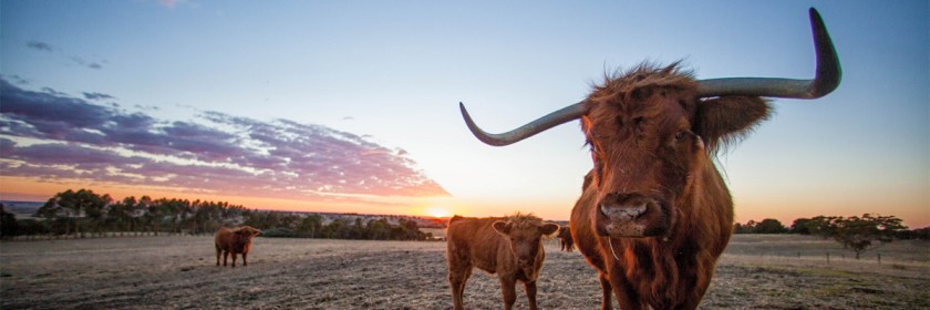 Scottish Highlander cattle Credit: Lloyd/Flickr/Creative Commons
