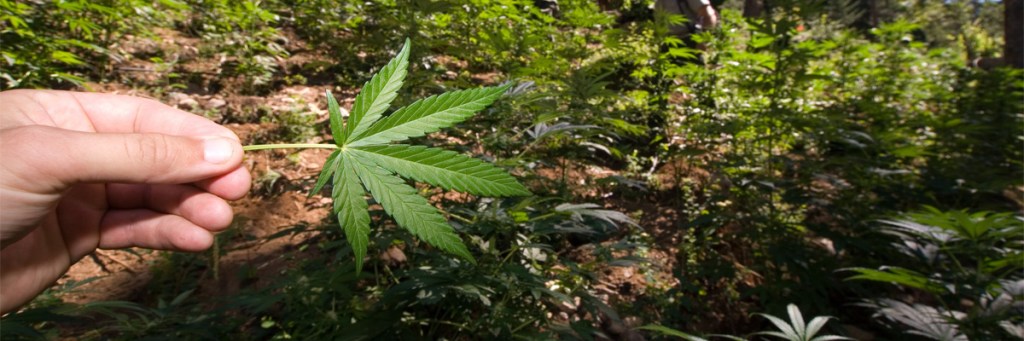 Medical journal condemns Canada’s plan to legalize Marijuana in&nbsp;2018