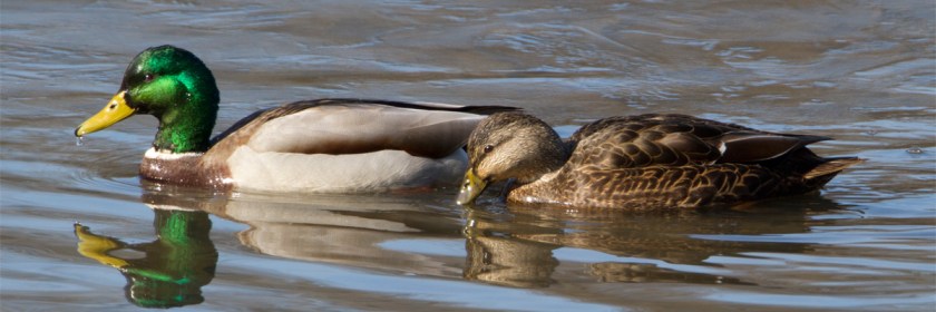 Mallard ducks Credit: Laura Gooch/Flickr/Creative Commons