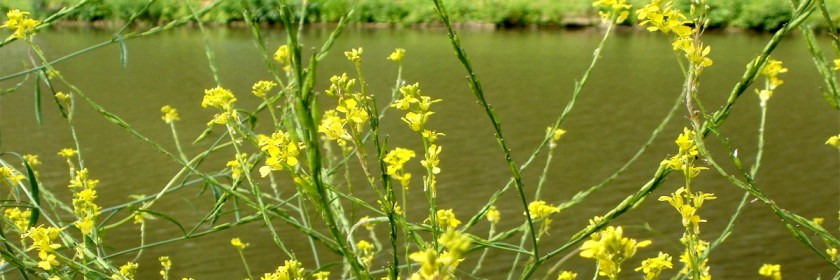 Black mustard growing as a weed along the banks of a river in Germany. Credit: anro0002/Wikipedia