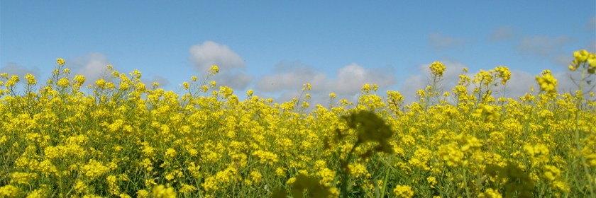 Mustard Credit: yaxchibonam/Flickr/Creative Commons