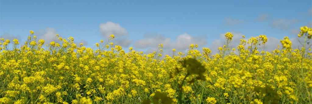 A strange answer to the disciples’ plea for more&nbsp;faith