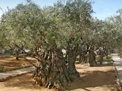 Mujer Italiana suda sangre confirmando Lucas&nbsp;22:44