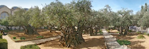 Considered to be the location of the Garden Gethsemane located at the foot of Mount Olives in Jerusalem where Jesus sweated blood Credit: tango7174/Wikipedia