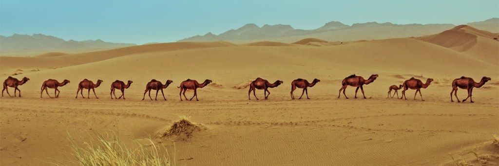 Similar to Evangelicals, Roman Catholics are reporting Muslims converting to&nbsp;Christianity