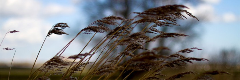 Credit: Greg Tee/Flickr/Creative Commons