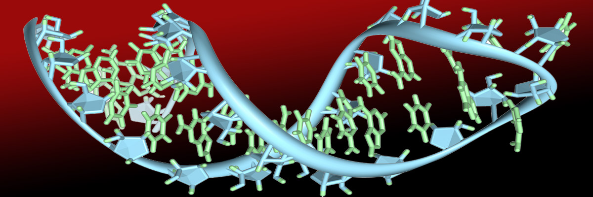 RNA strand Credit: Vossman/Wikipedia/Creative Commons