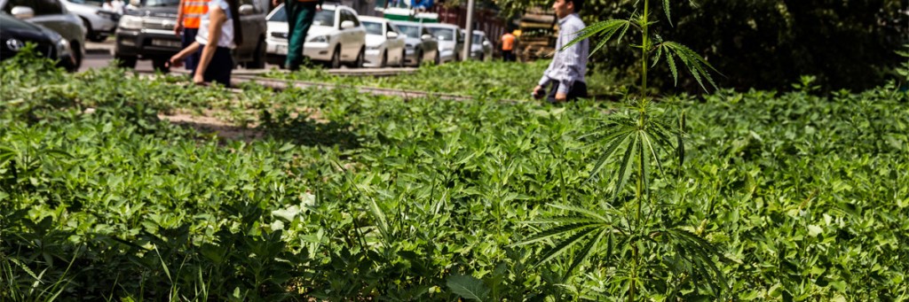 The hidden costs of marijuana&nbsp;legalization?