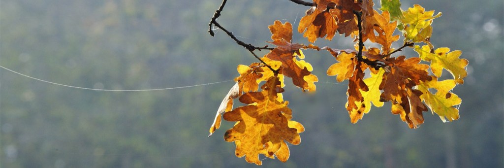 Reach for your thread of&nbsp;hope