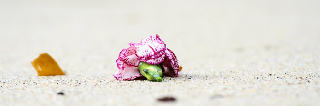 Cultivating thanksgiving