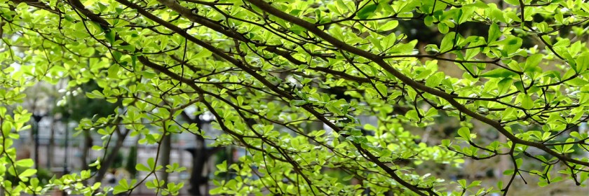 Trees spring to life. Credit: hoho_simon/Flickr/Creative Commons