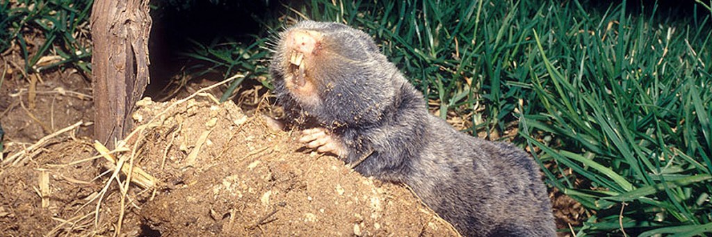 Blind burrowing mole rats find evidence of King David’s&nbsp;reign