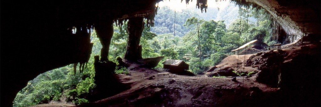 Oops, that wasn’t supposed to happen: genetic study unravels evolutionary&nbsp;theory