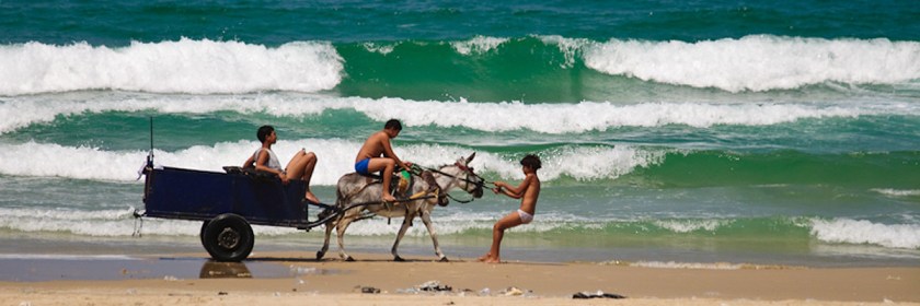 Stubborn donkey on a Mediterranean beach Credit: vad_levin/Flickr/Creative Commons