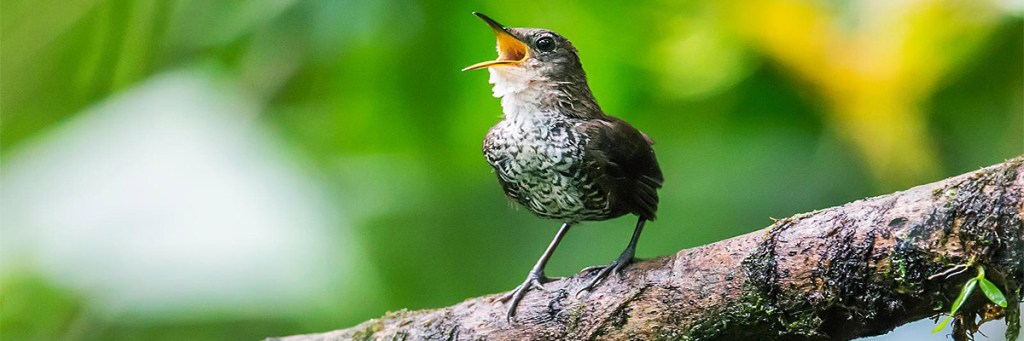 A song in the day and a song in the&nbsp;night