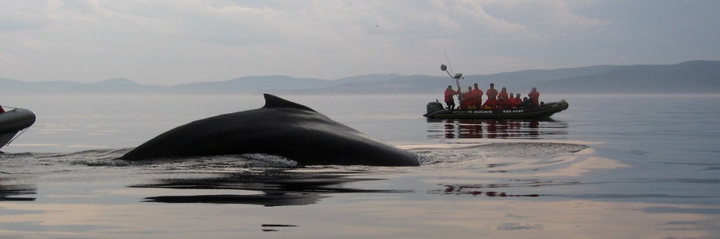 I vote Grey whale: The story of&nbsp;Jonah