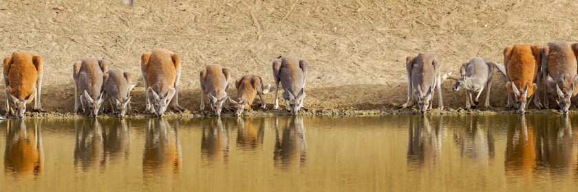 Red Kangaroos Credit: David Cook/Flickr/Creative Commons