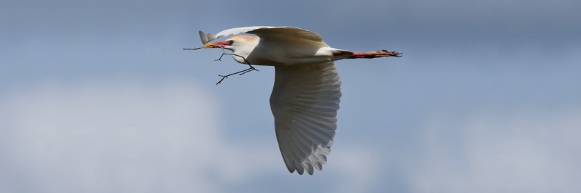 Building a nest. Credit: Jill Bazeley/Flickr/Creative Commons