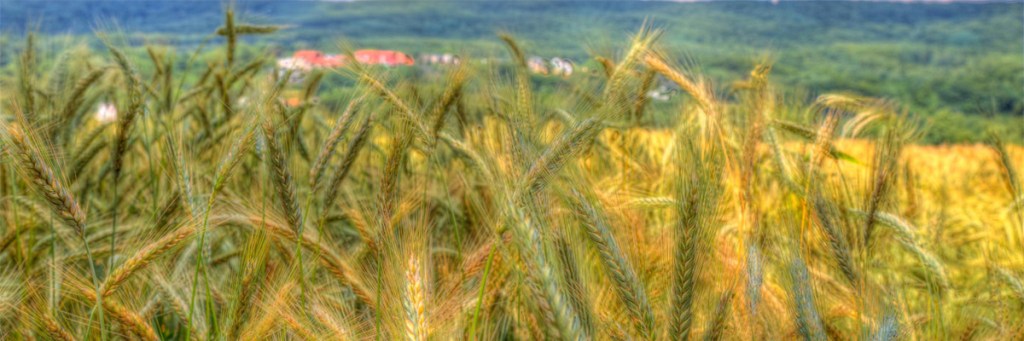 The womb of God’s&nbsp;provision