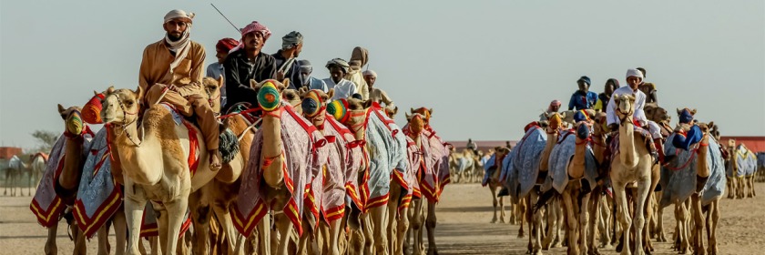 Camel caravan in Saudi Arabia Credit: Linda Polik/Flickr/Creative Commons