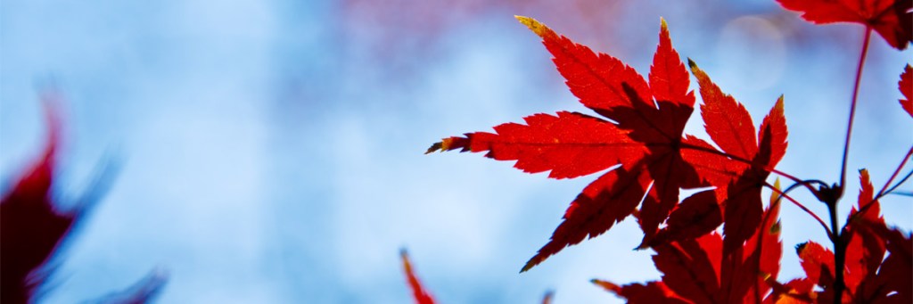 And the leaves of the tree were for the healing of the&nbsp;nations