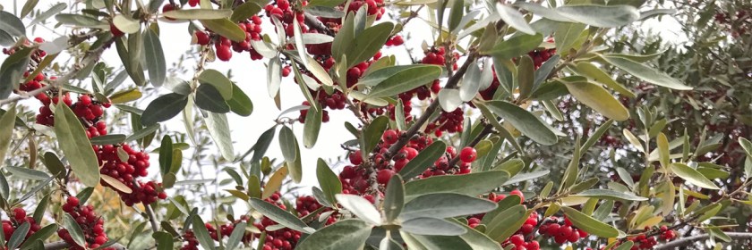 The bush displaying its leaves and berries late in the fall while we were on our prayer walk,
