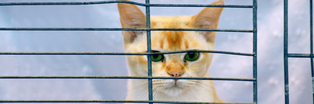 Breaking out of your victim&nbsp;cage