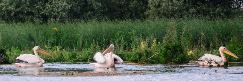 Great White Pelicans: Credit: Costel Slincu/Flickr/Creative Commons