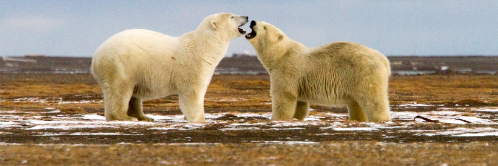 The boy who cried ‘polar&nbsp;bear’