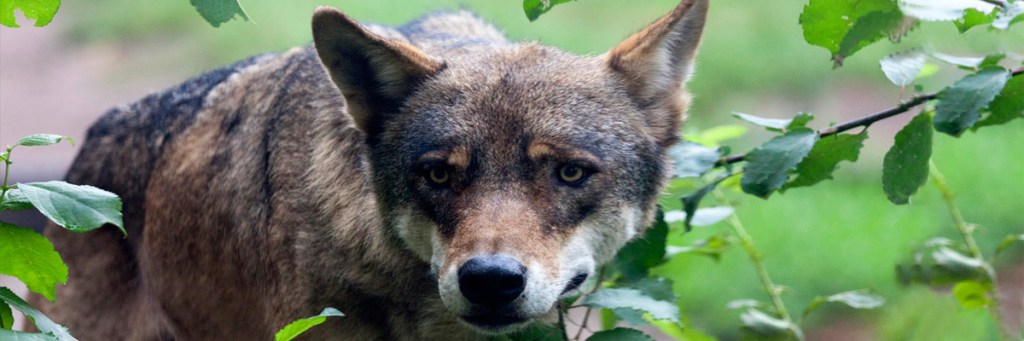 Beware of wolves wearing ‘I Love Jesus’&nbsp;hats?