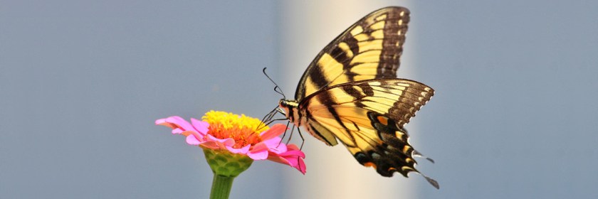 Credit: Mark Moschell/Flickr/Creative Commons