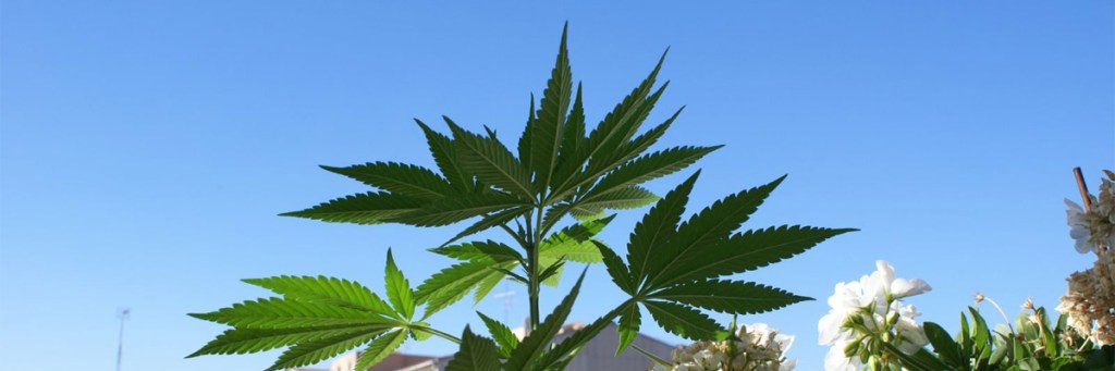 More warnings about health risks associated with Marijuana&nbsp;usage