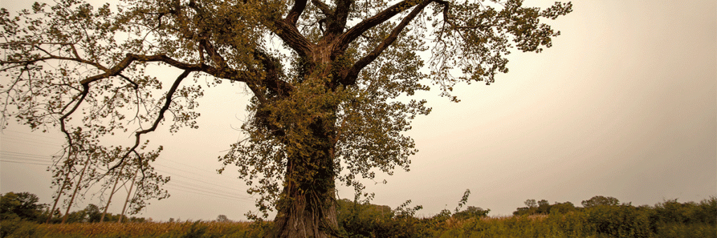 12 | Does God still speak to us through dreams and&nbsp;visions?