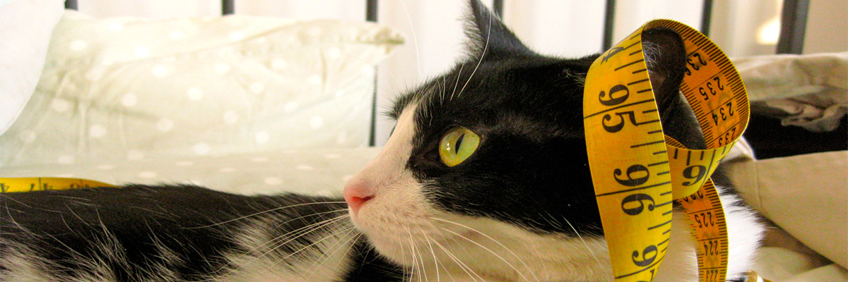 Credit: Sophie/Flickr/Creative Commons