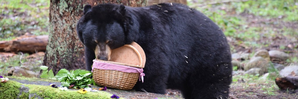Toddler says bear protected him while he was lost in the&nbsp;wilderness