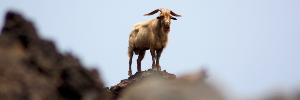 Don’t Be A&nbsp;Goat!