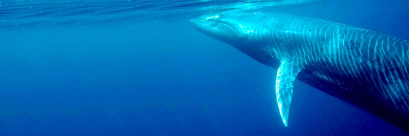 Byrde's whale off the coast of Thailand Credit: morningdew/Wikipedia/Creative Commons