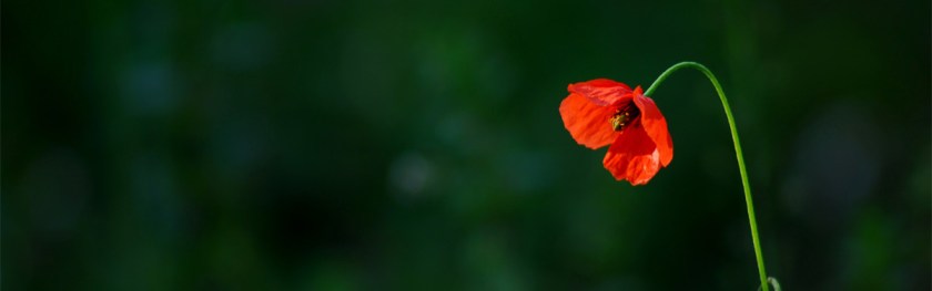 Jesus wants to heal the broken hearted Credit: Diego Sevilla Ruiz/Flickr/Creative Commons