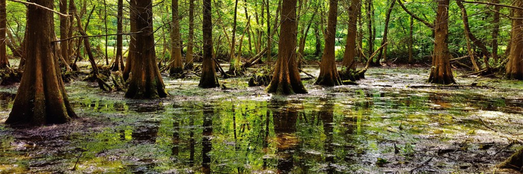 Stepping out of the swamp of&nbsp;shame