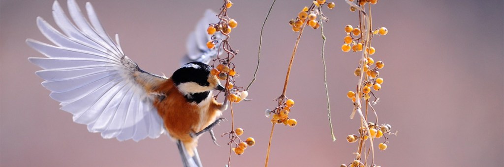 Is David Gelernter God’s response to Joshua&nbsp;Harris?