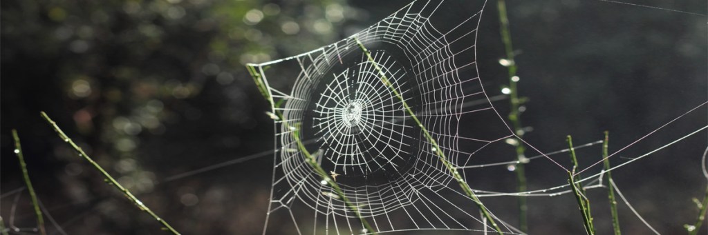 Struggling to free yourself from the web of&nbsp;comparison