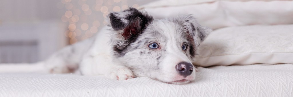 Do dogs go to&nbsp;heaven?