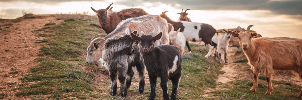 31 | The Ironical&nbsp;Tweet