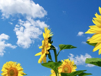 Un estudio revela los beneficios del optimism para la salud del&nbsp;corazón.