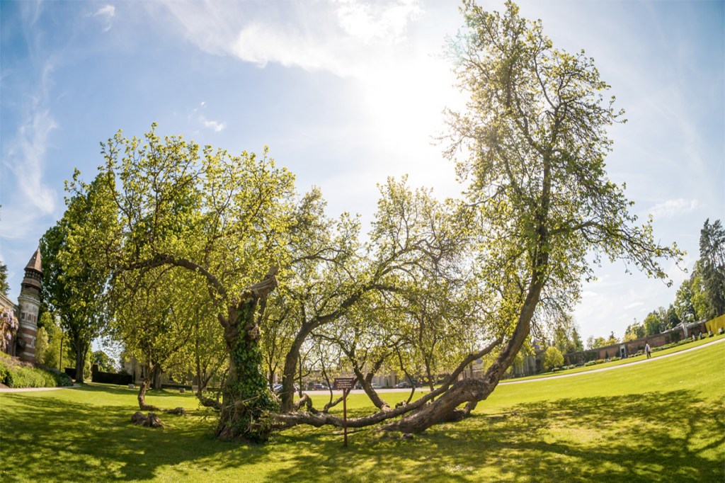 42 | The first recorded case of whiplash in the&nbsp;Bible