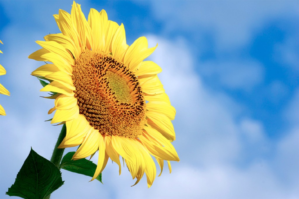 How to plant the right seeds in your&nbsp;mind