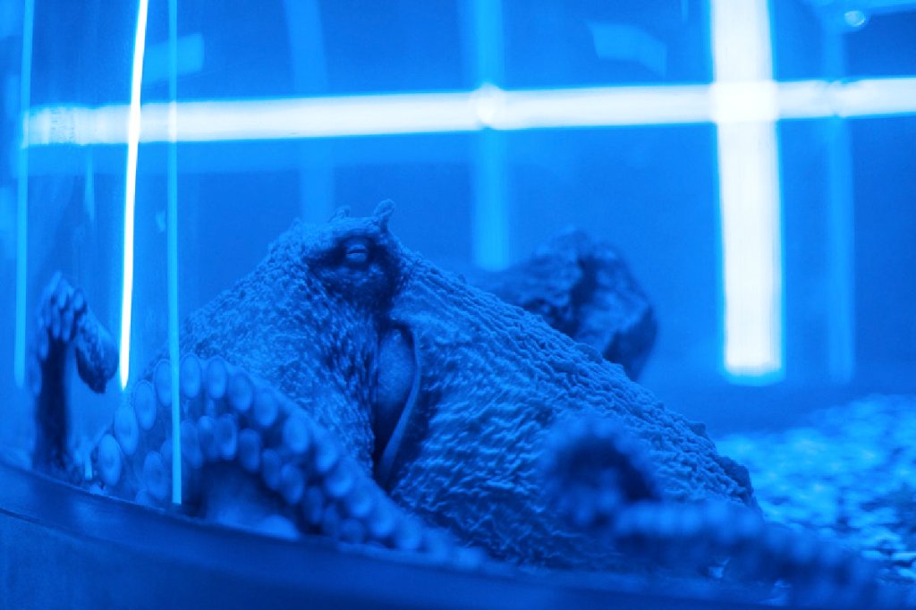 Removing the tentacles of&nbsp;judgment