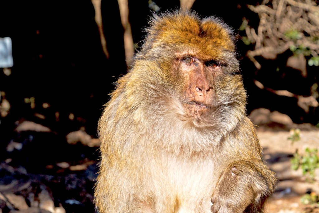 Video: Monkey 1 – Tiger&nbsp;0